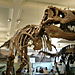 T-Rex!! (Doğal Tarih Müzesi)