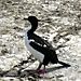 Cormorant kusu