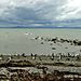 penguslar deniz sefasinda (buzzzz gibi!!)