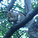 Central Park'ta sincaplar