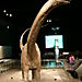 ....saurus(Doğal Tarih Müzesi)