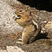 Chipmonk!!!