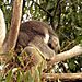 Tembel koala hoooop!