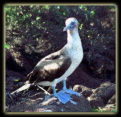 Bluefootbooby_s