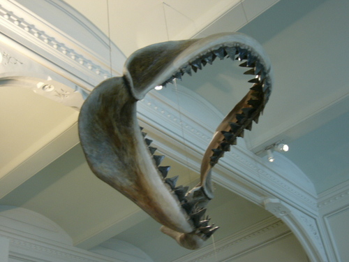 Jaws! (Doğal Tarih Müzesi)