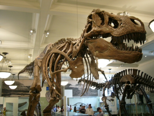 T-Rex!! (Doğal Tarih Müzesi)