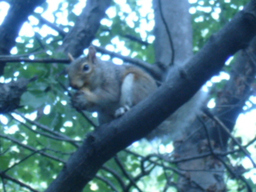 Central Park'ta sincaplar