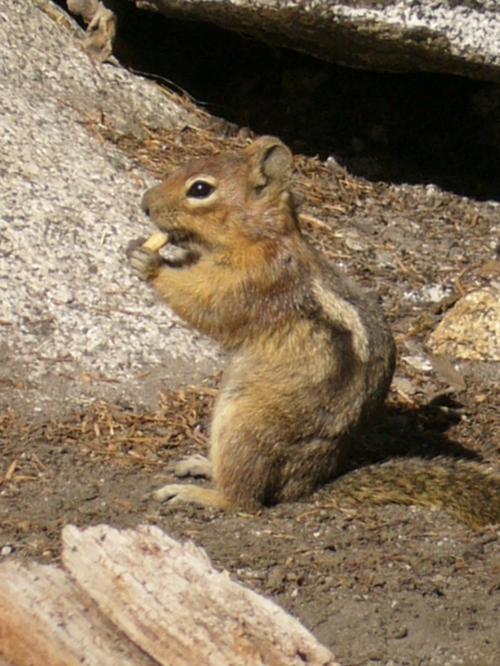 Chipmonk!!!