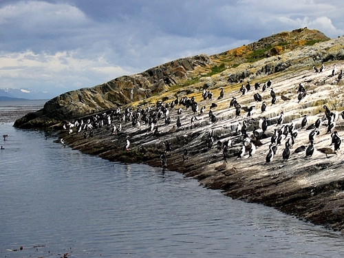 Cormorant kolonisi
