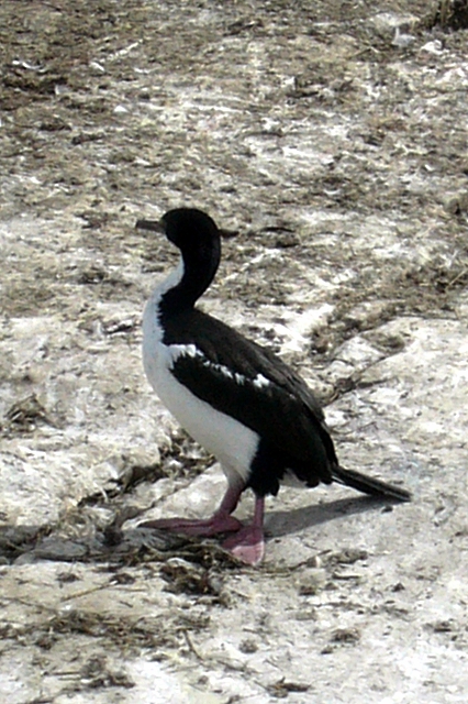 Cormorant kusu