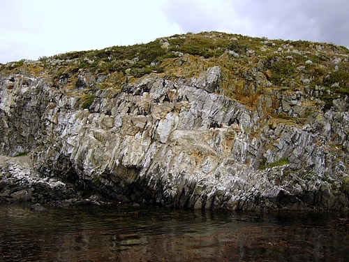 Kaya Cormorant'lari, digerlerinin aksine dik yamaclarda yasamayi secmis