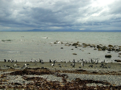 penguslar deniz sefasinda (buzzzz gibi!!)