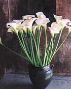 Enphaccomo2_1