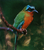 Quetzal_2